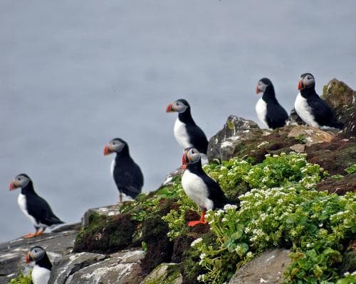 Highlights of Iceland - Expedition cruise