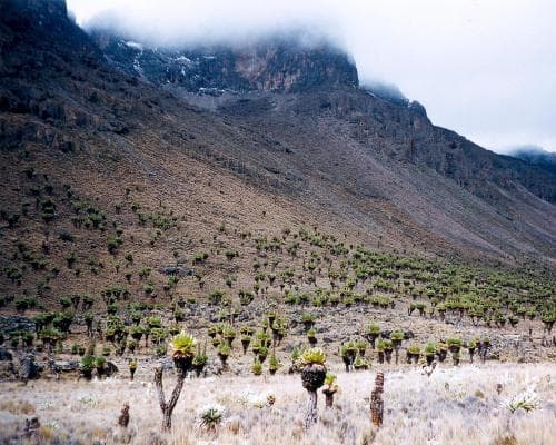 Parque Nacional del Monte Kenia, Kenia