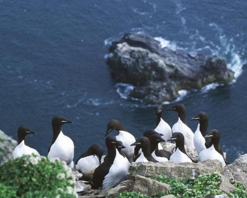 Hvammstangi, Iceland