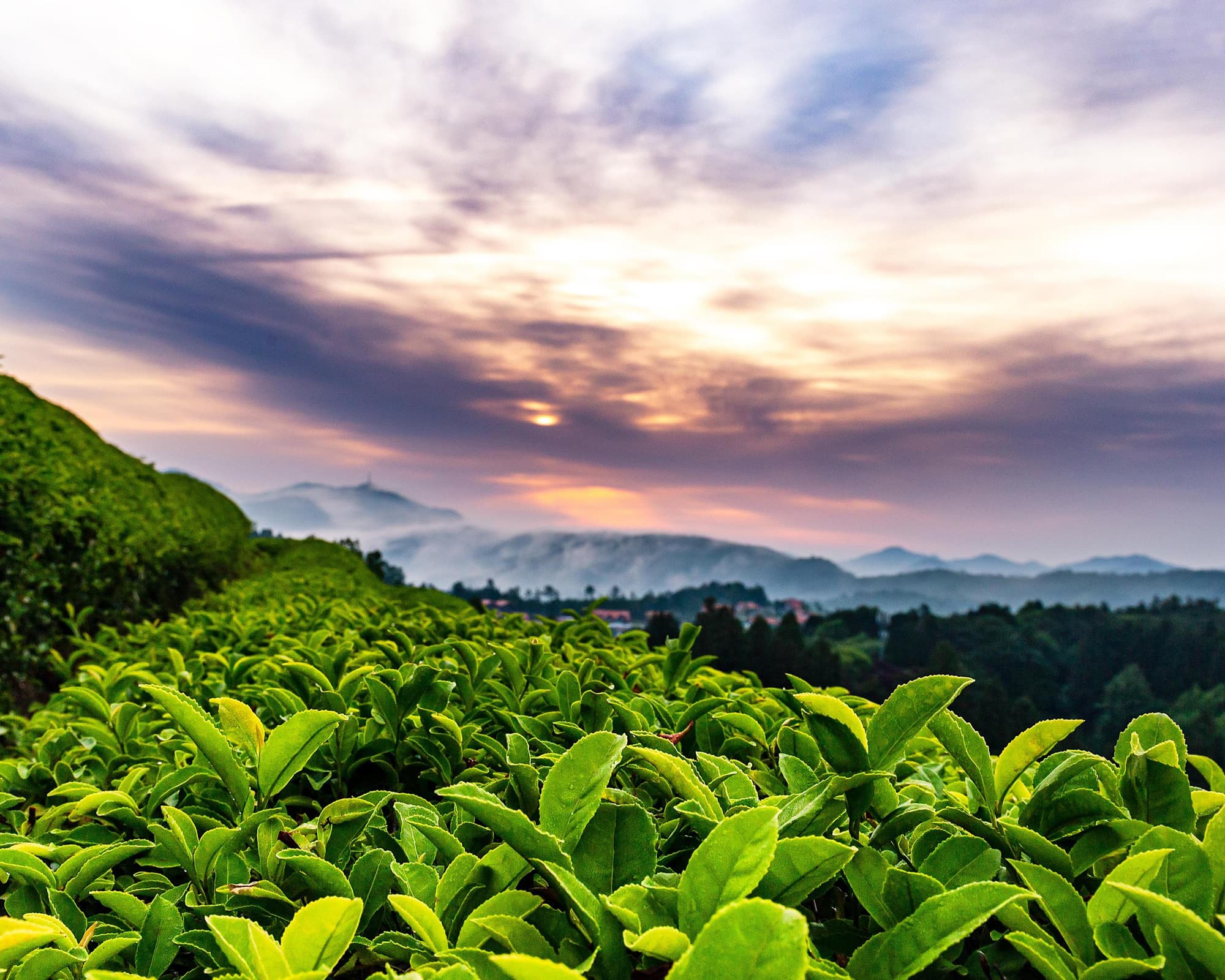 Immersion en Corée du Sud