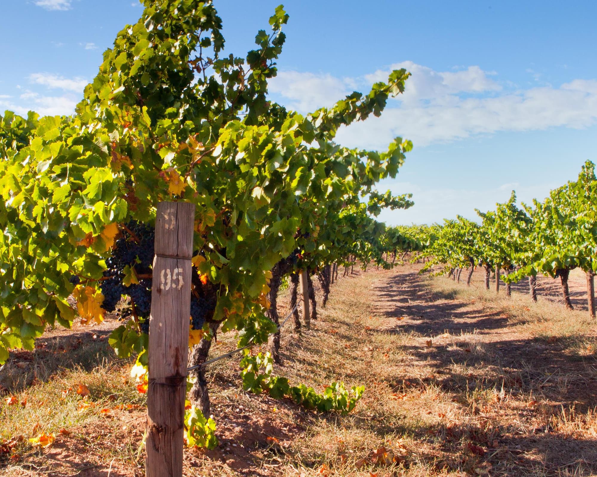 Vale de Barossa, Austrália