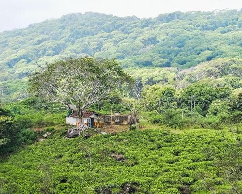 The Vivid Green of Sri Lanka