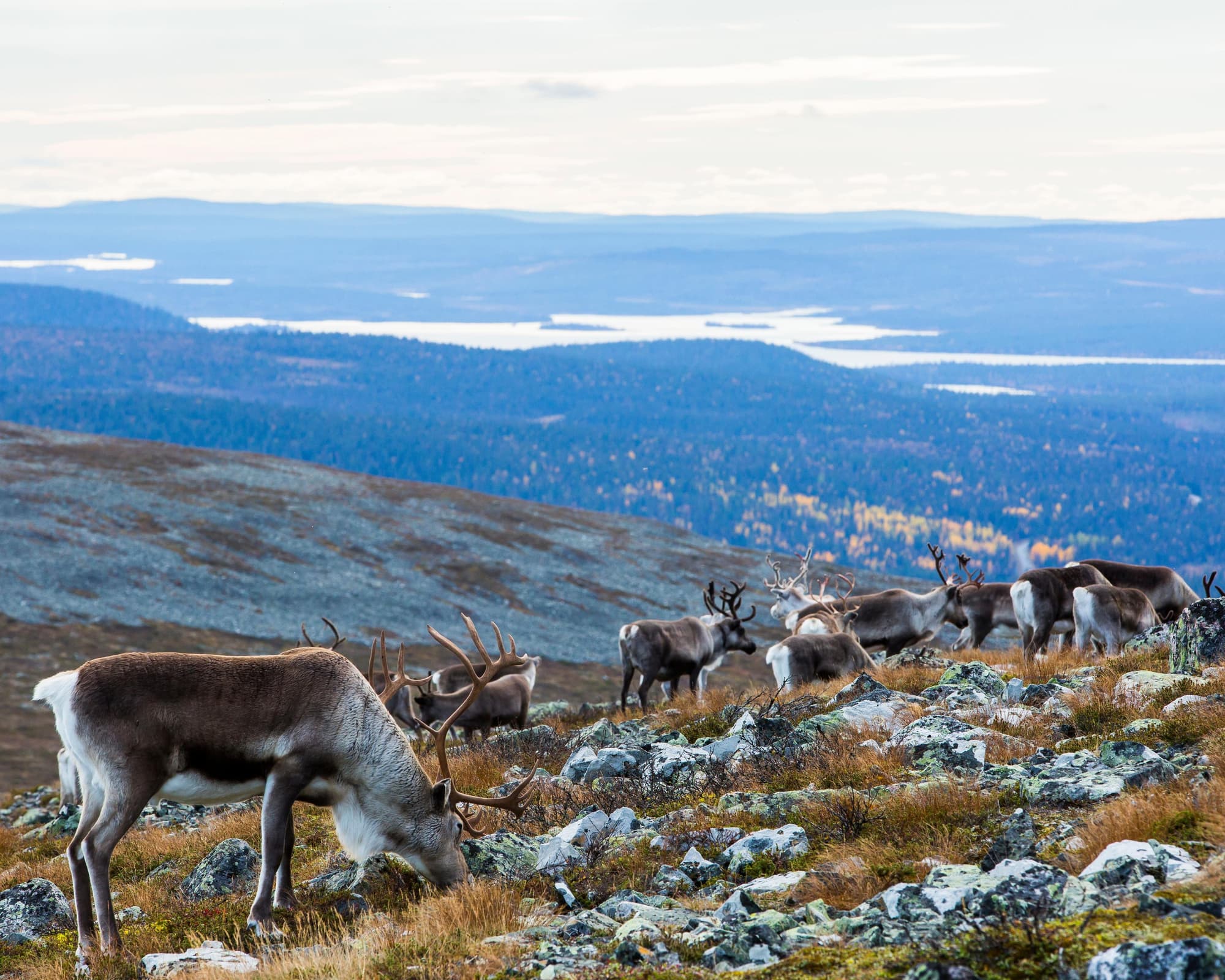 Diciembre en Laponia - Ylläs