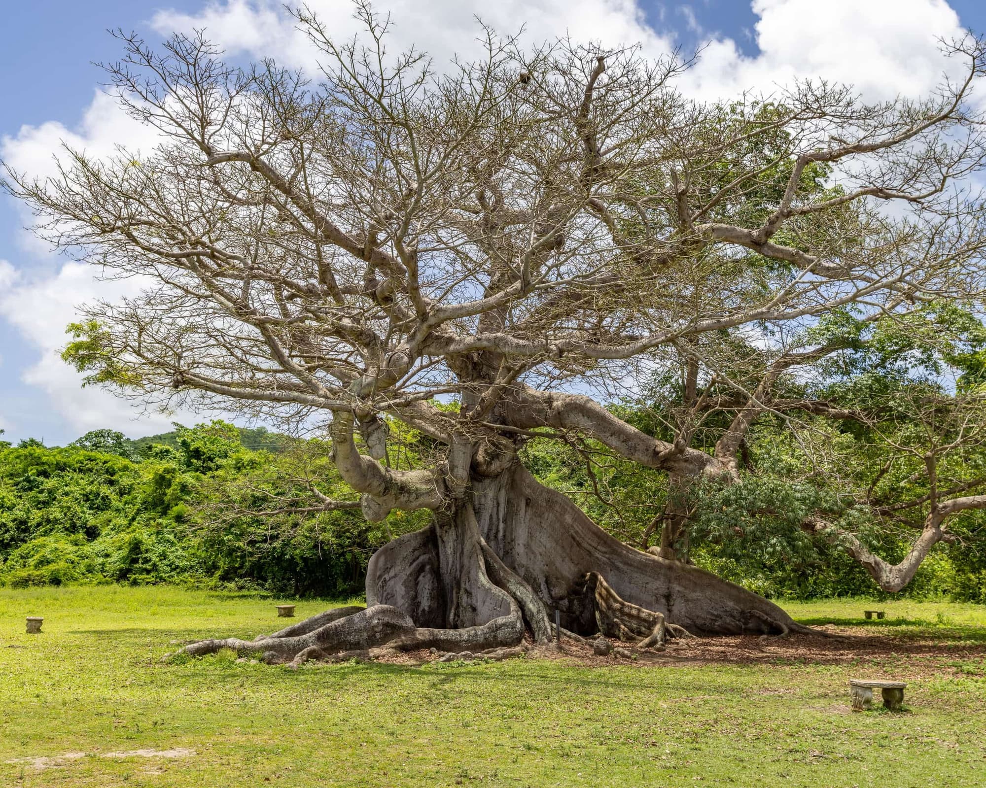 Ceiba, Porto Rico