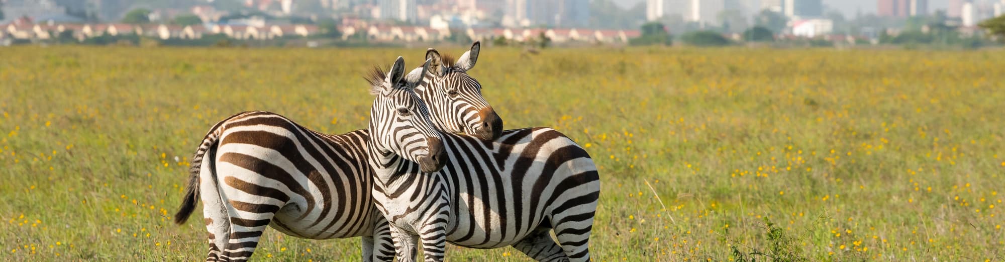 Parc national de Nairobi, Kenya