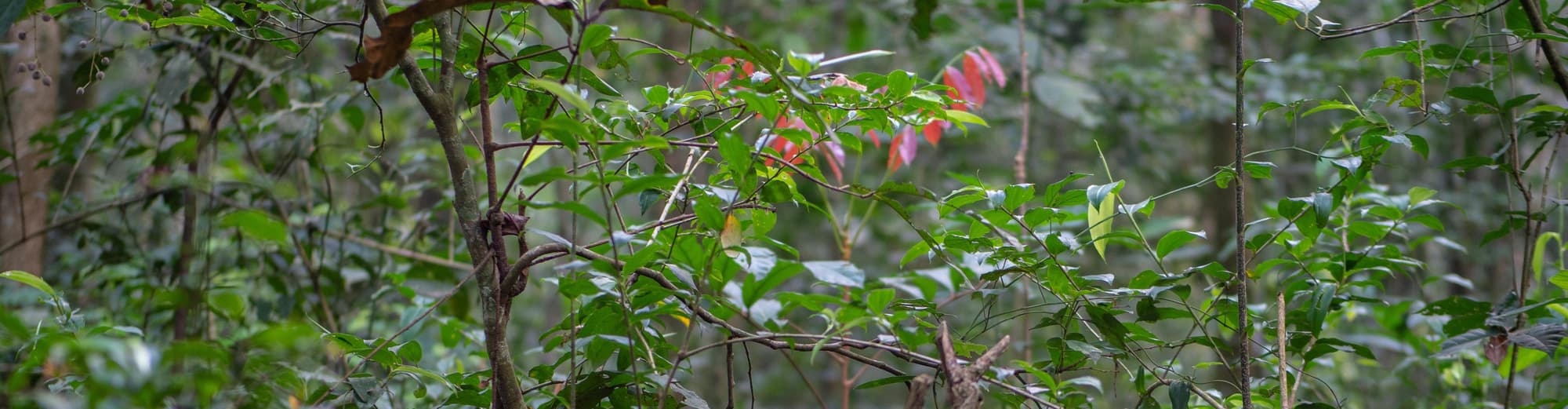 Kalinzu skogreservat, Uganda