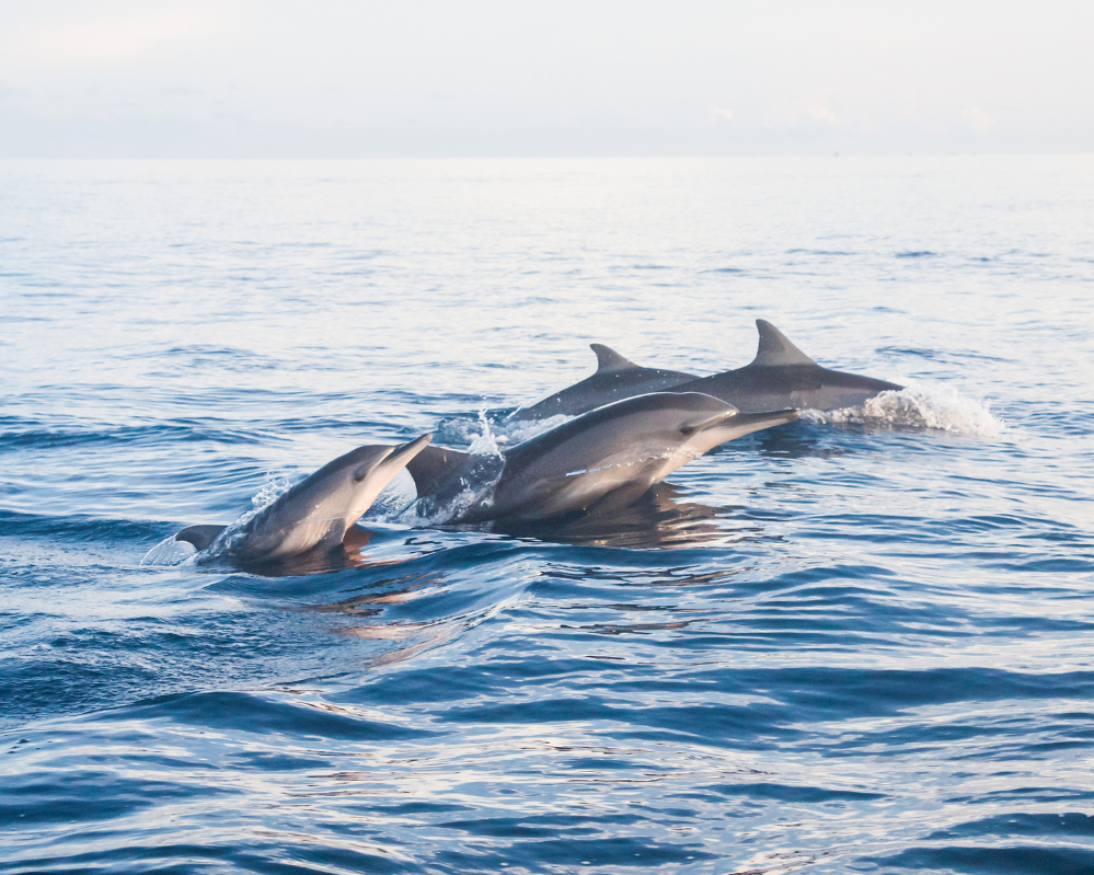 Lovina, Bali, Indonesien