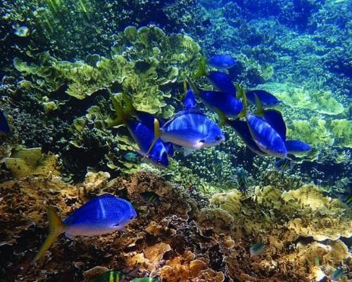 Diani Sea Resort & 2 Nights Safari