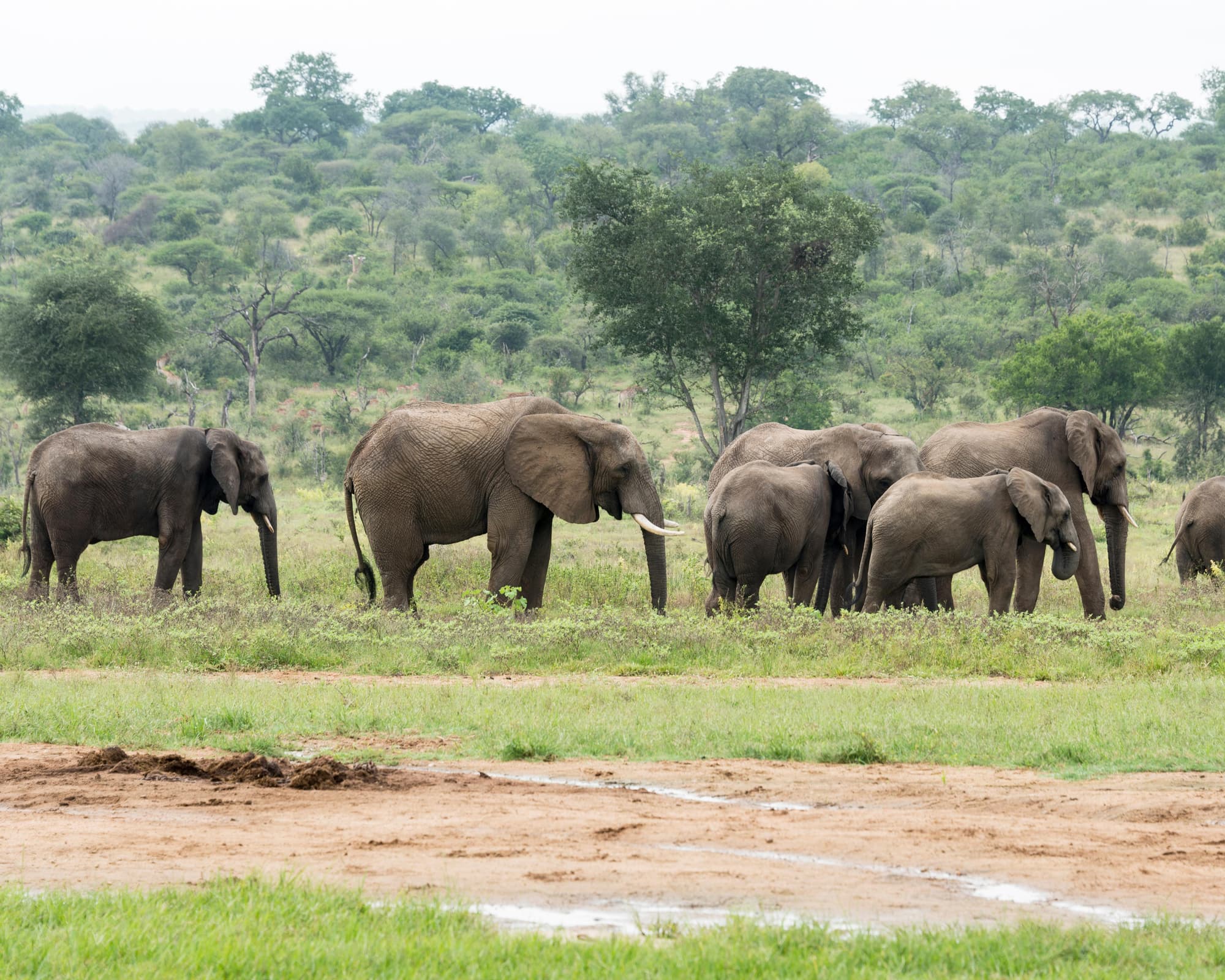 Sudafrica inolvidable: Kruger y Ciudad del Cabo