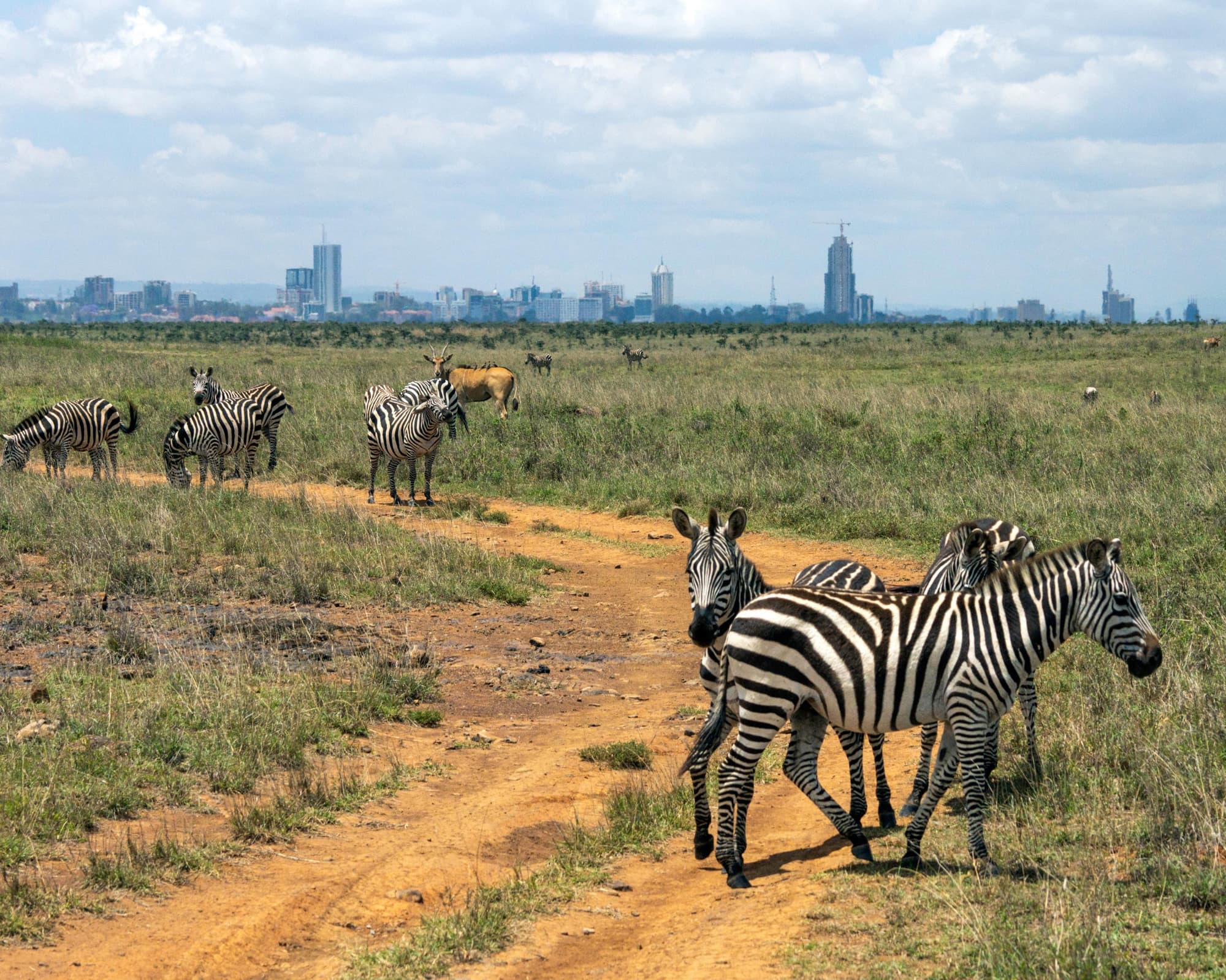 Parc national de Nairobi, Kenya