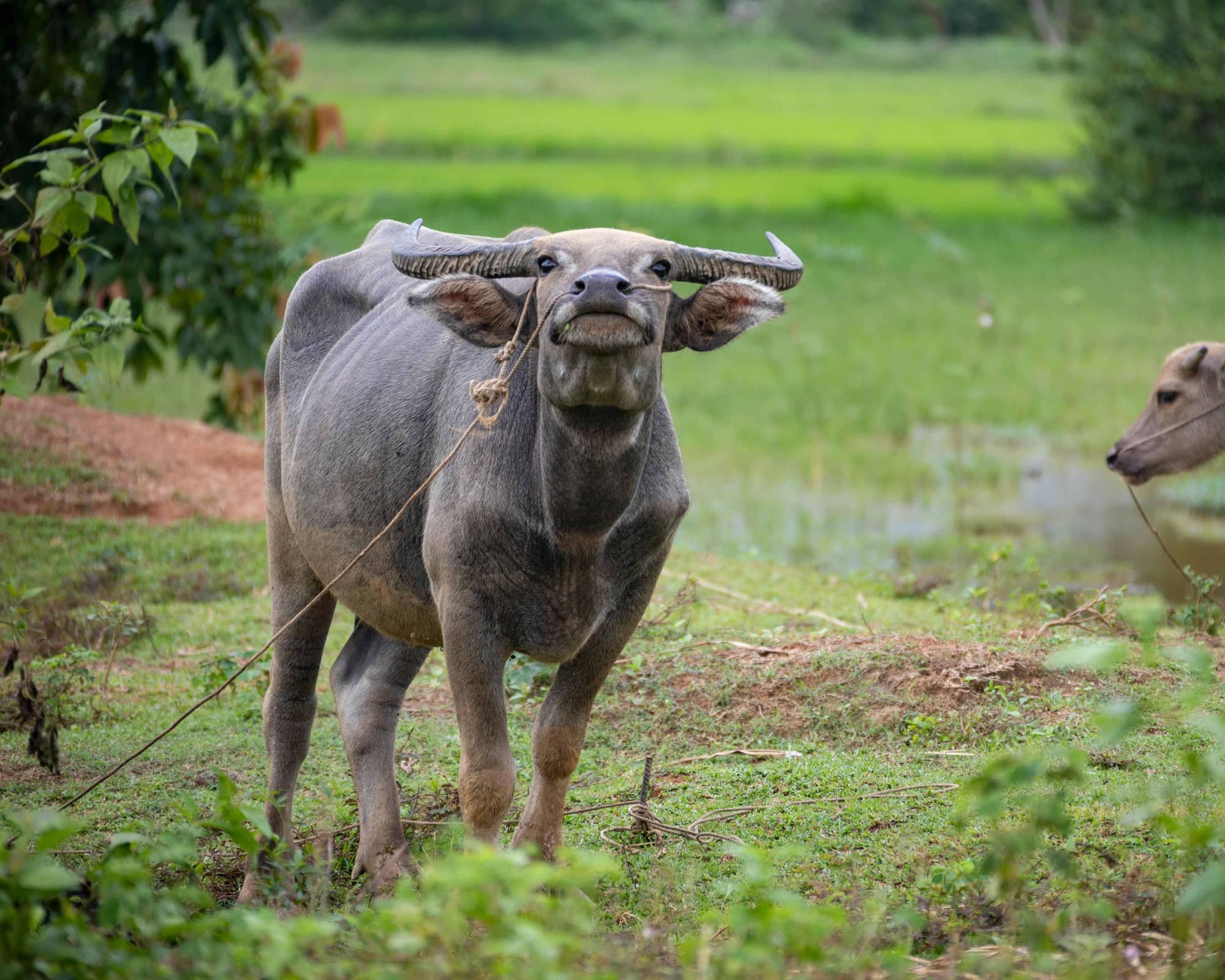 Nam Cat Tien National Park, Vietnam