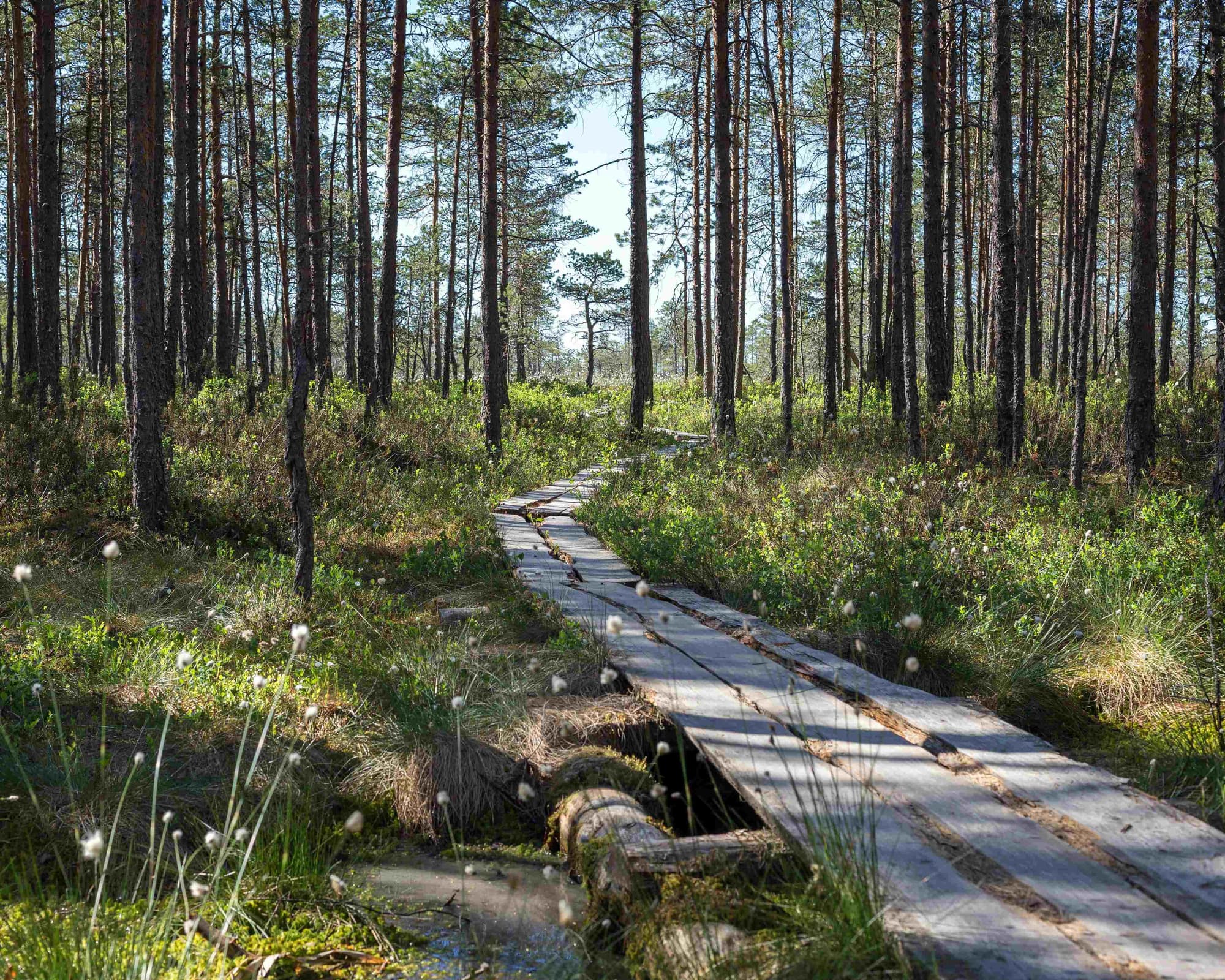 Punkalaidun, Finland