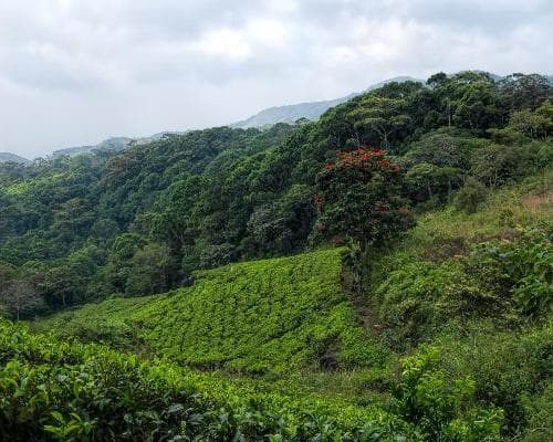 The Vivid Green of Sri Lanka