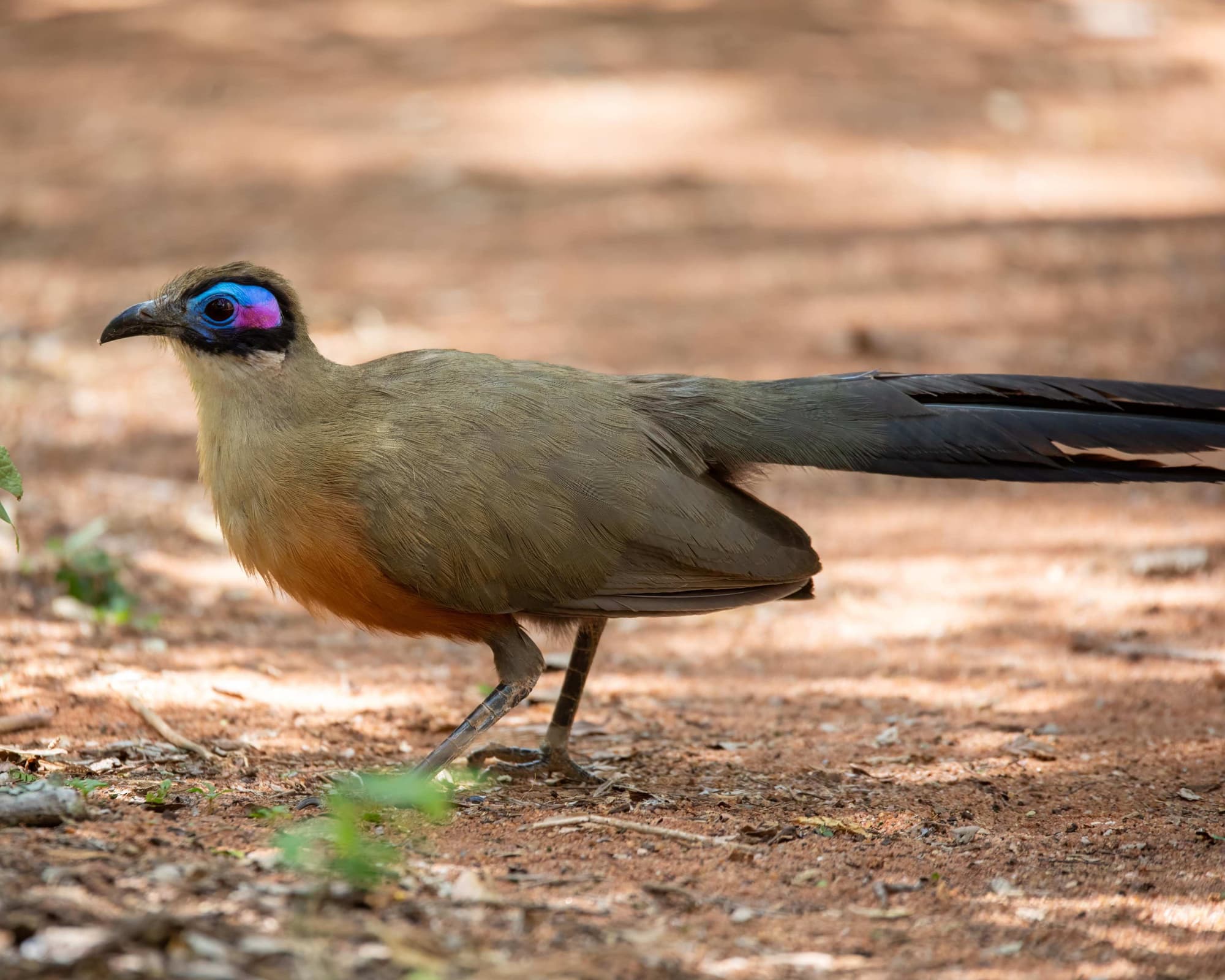 Zombitse-Vohibasia National Park, Madagascar