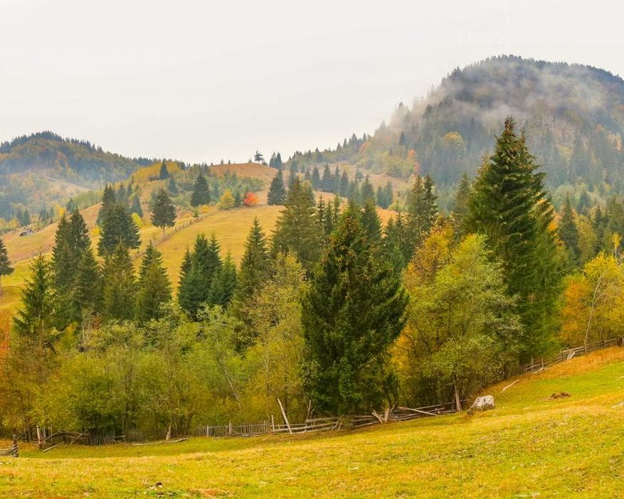 רעדאוץ, רומניה