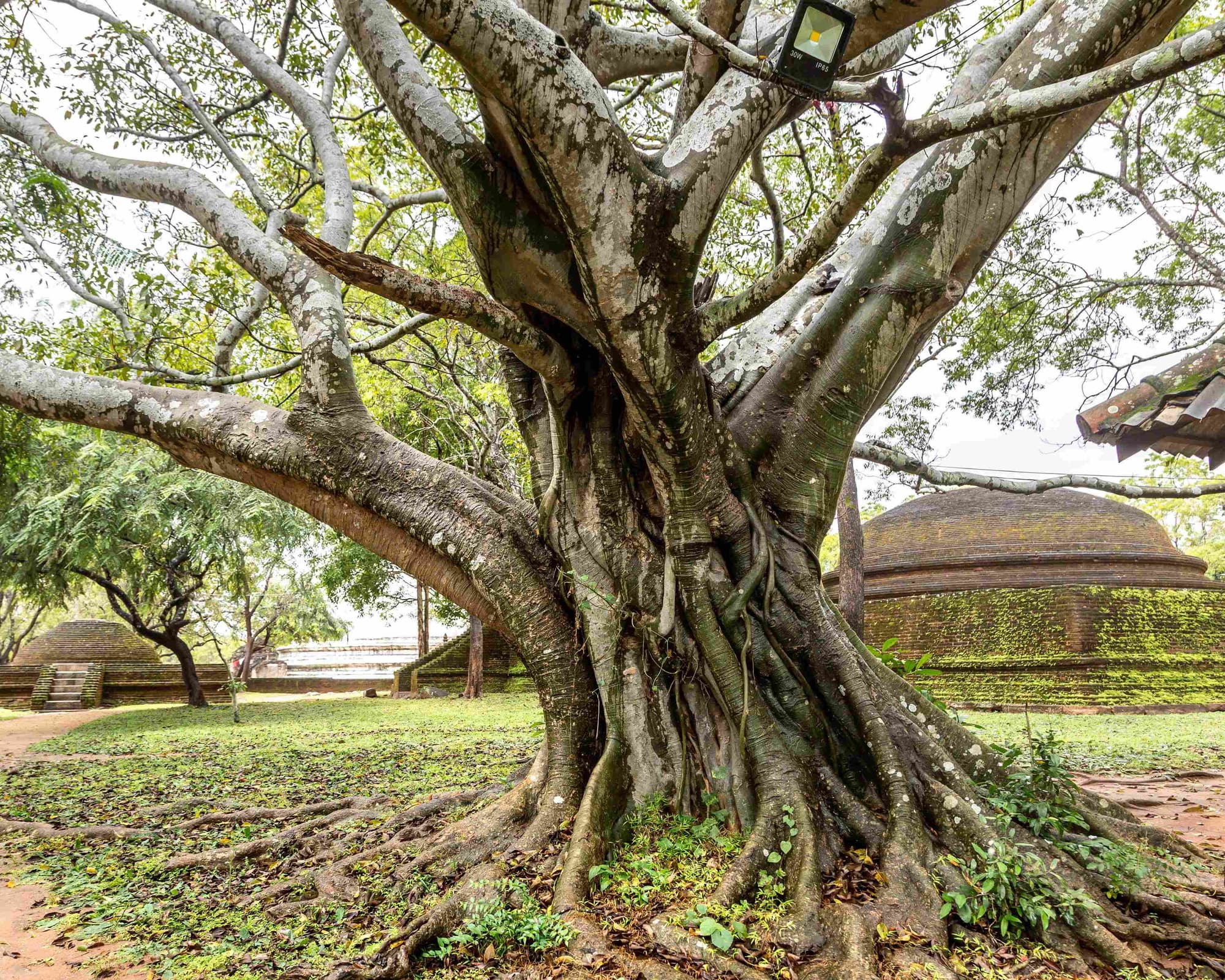 Palugaswewa, Sri Lanka