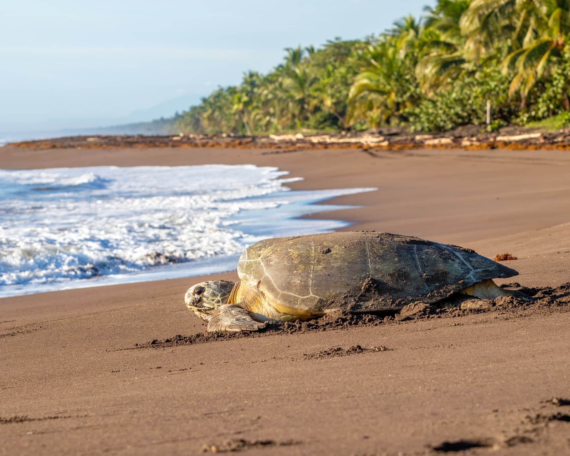 Isla del Coco, Costa Rica