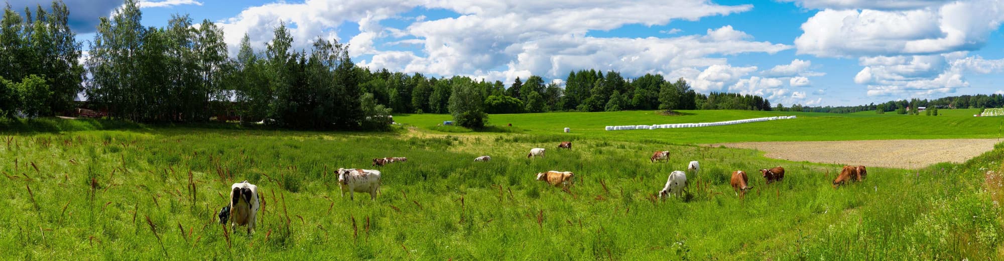 Punkalaidun, Finland