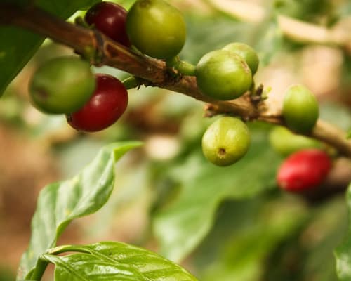 CLASSIC EJE CAFETERO 3N4D