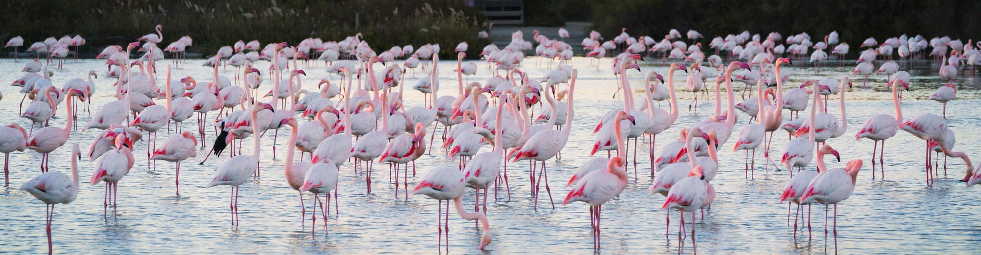 Camargue, France