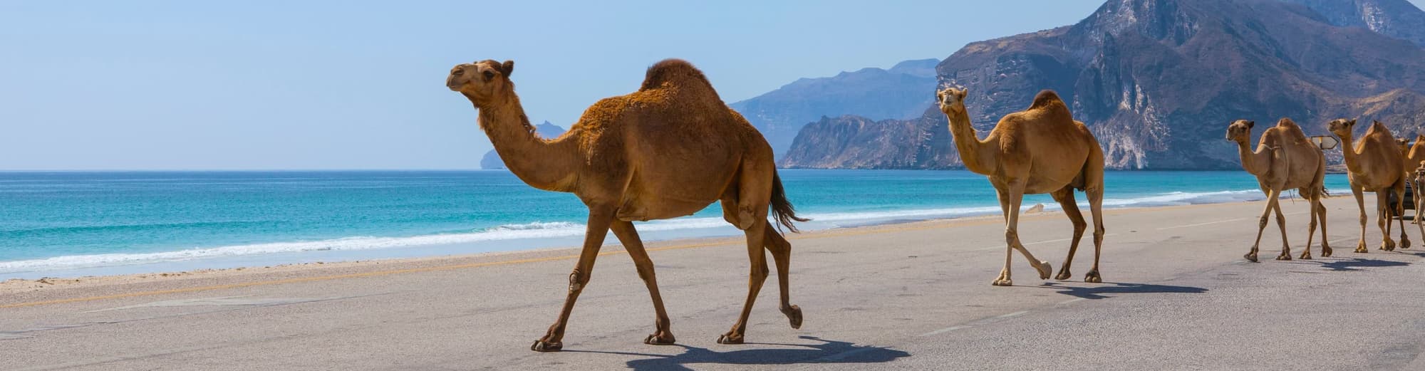 الزعانف, سلطنة عمان