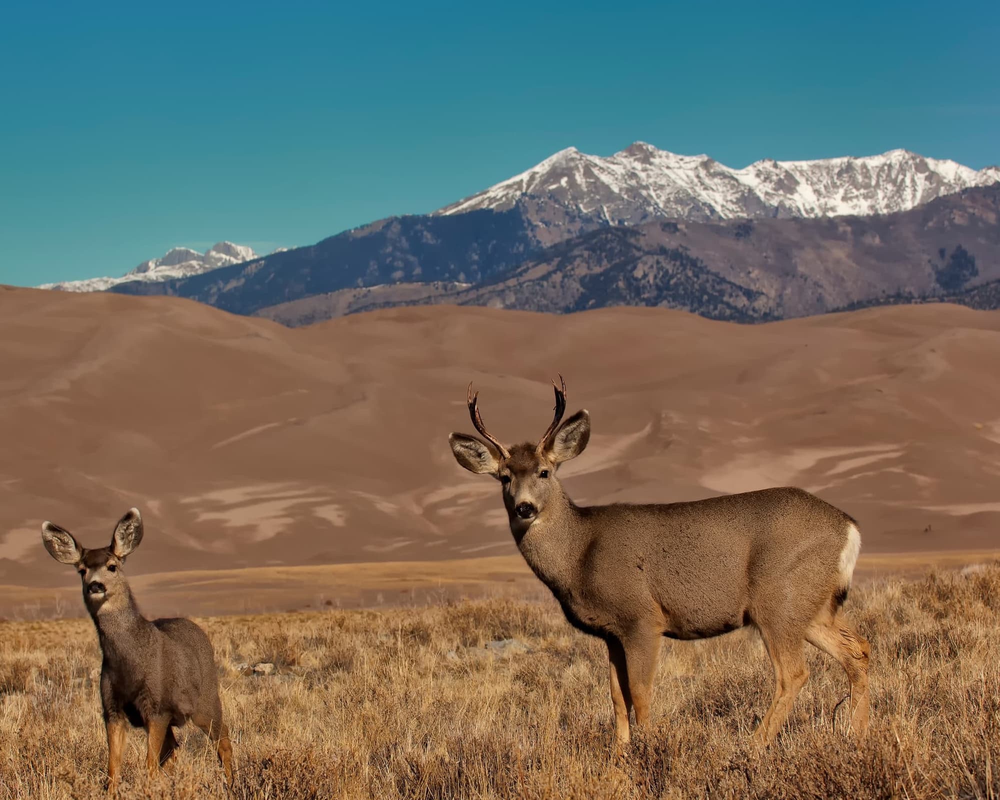 Great Sand Dunes National Park, CO, Vereinigte Staaten von Amerika