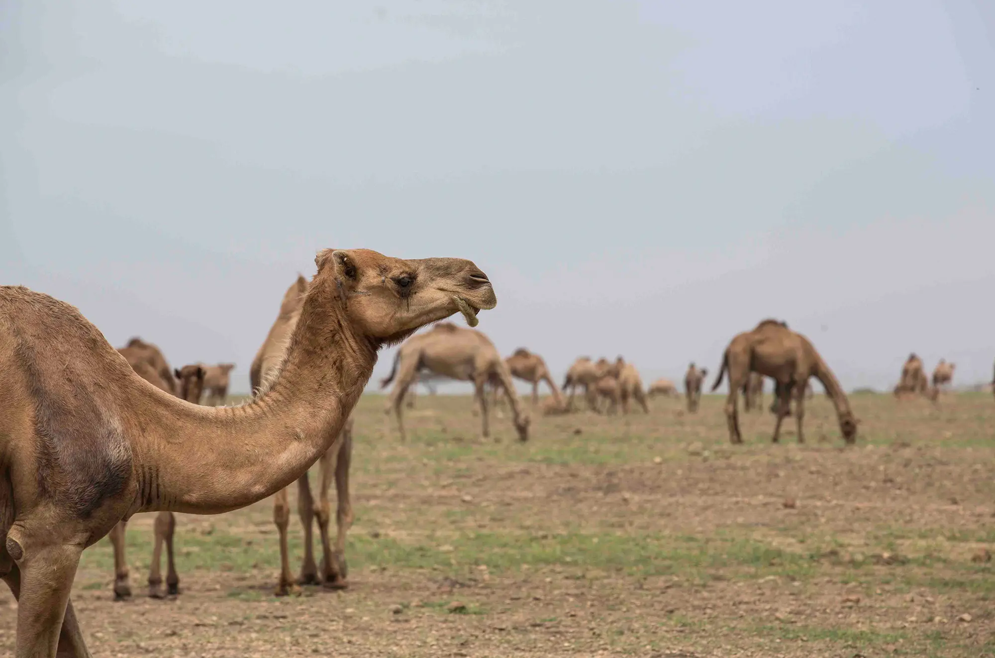 Al Baleed Resort Salalah by Anantara