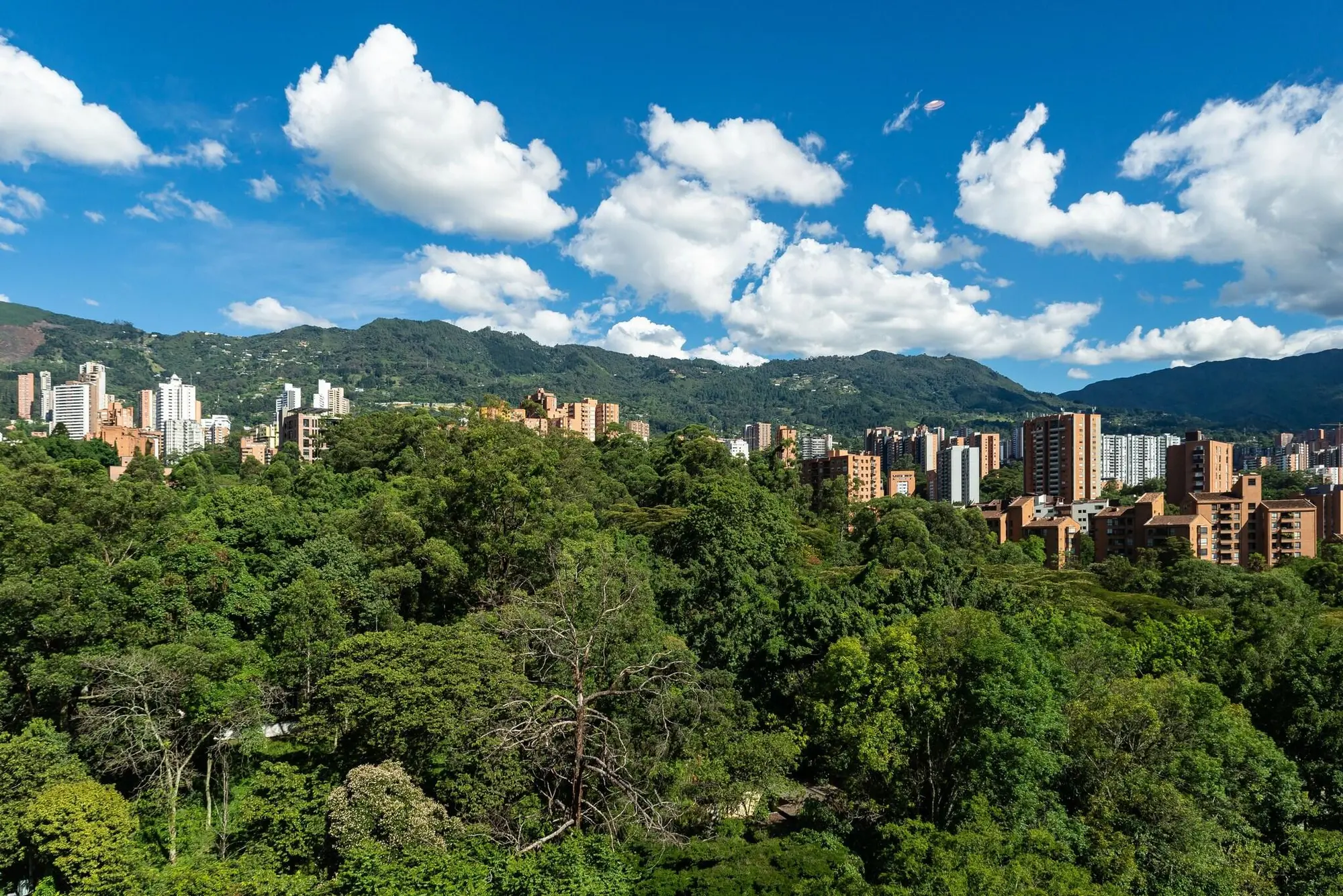 York Medellin, Curio Collection by Hilton