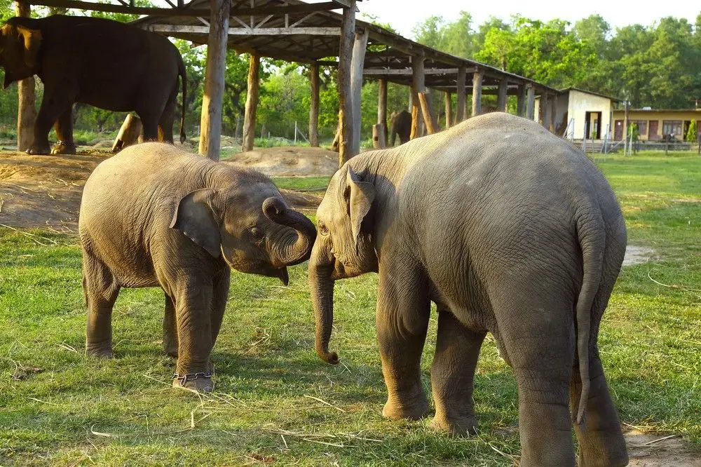 SAFARI ADVENTURE LODGE