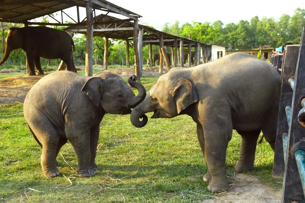 SAFARI ADVENTURE LODGE