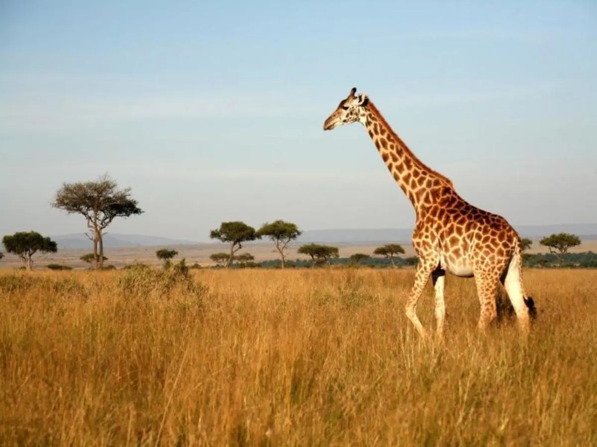 Kenya Classic, Sopa Lodges - Visite privée