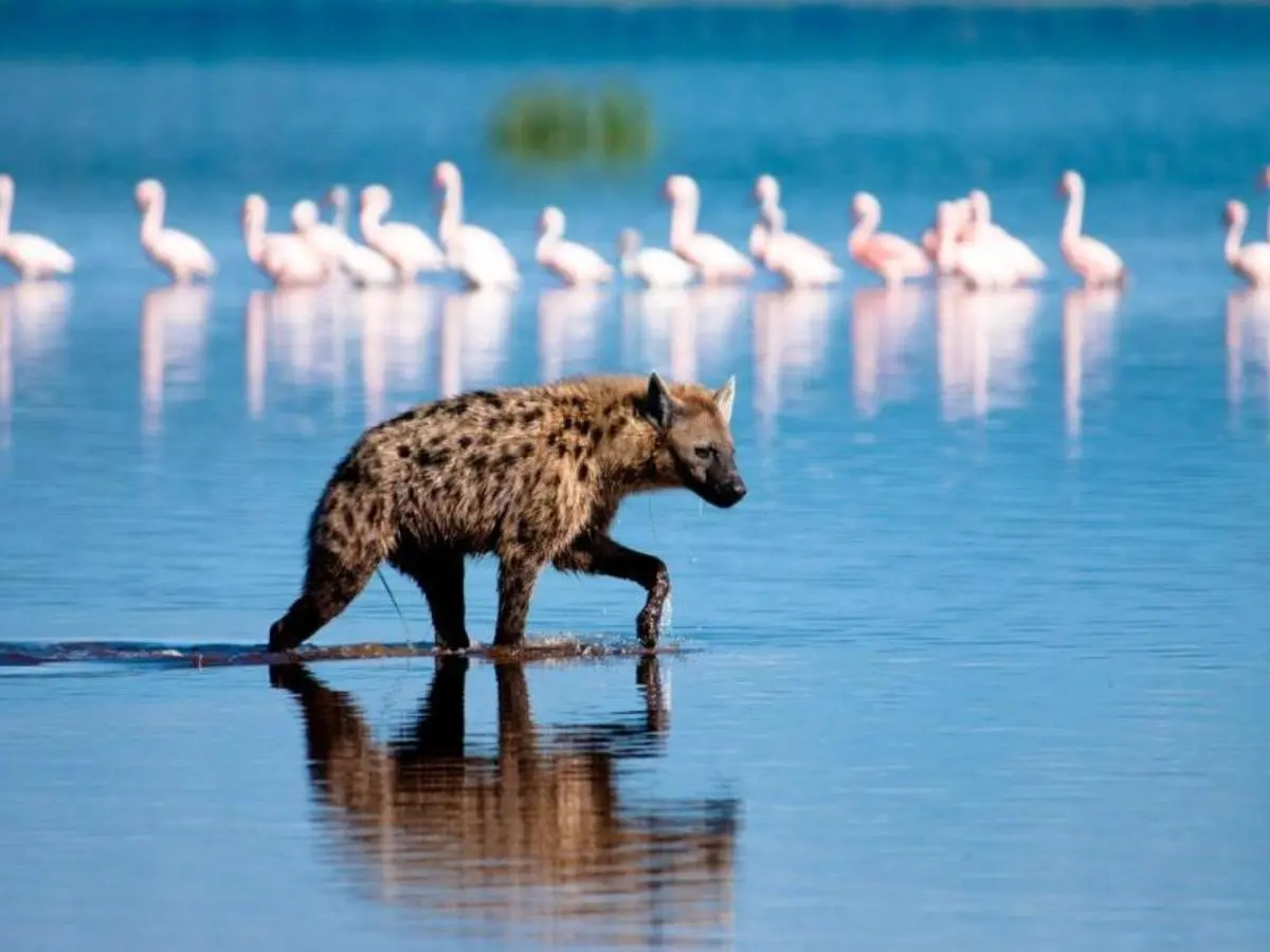 Le meraviglie del Kenya