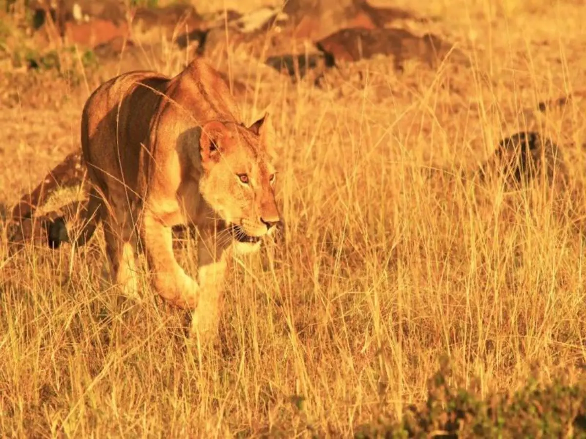 Le meraviglie del Kenya