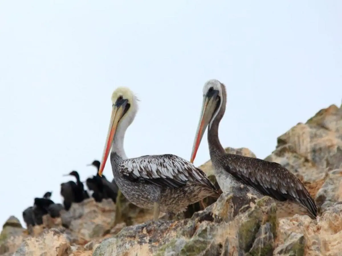 Andean Trilogy, Private Tour