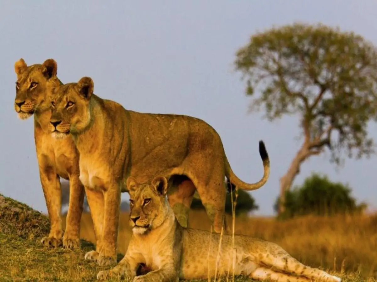 Simba Safari, Wellworth Lodges