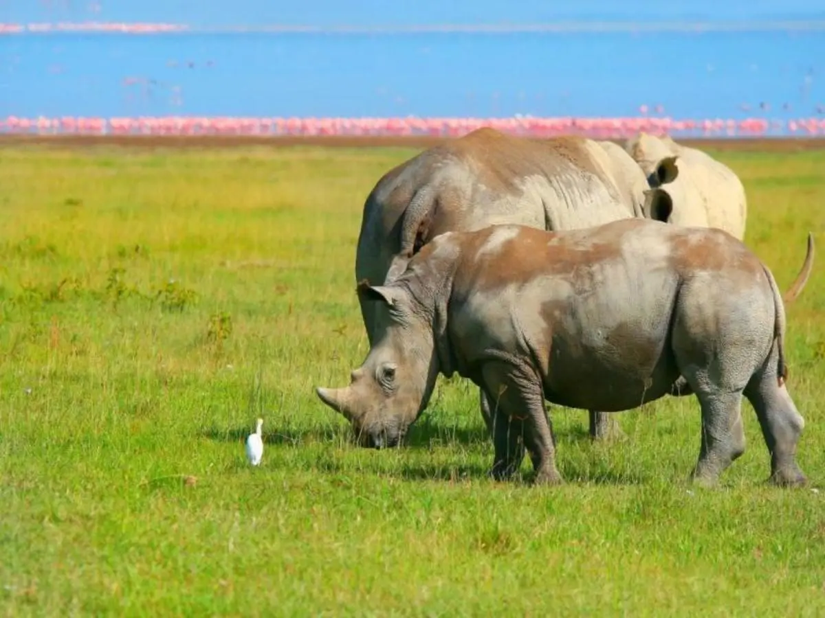Le meraviglie del Kenya