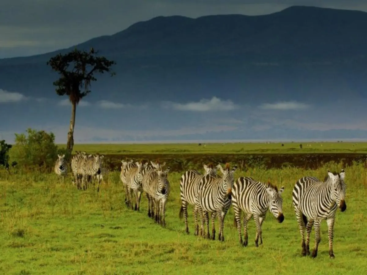 Simba Safari, Wellworth Lodges