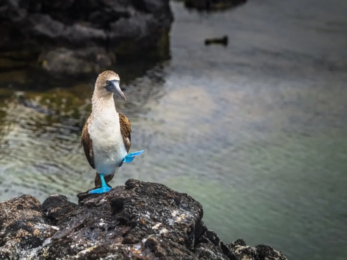 Andes & Galapagos (Multi country)