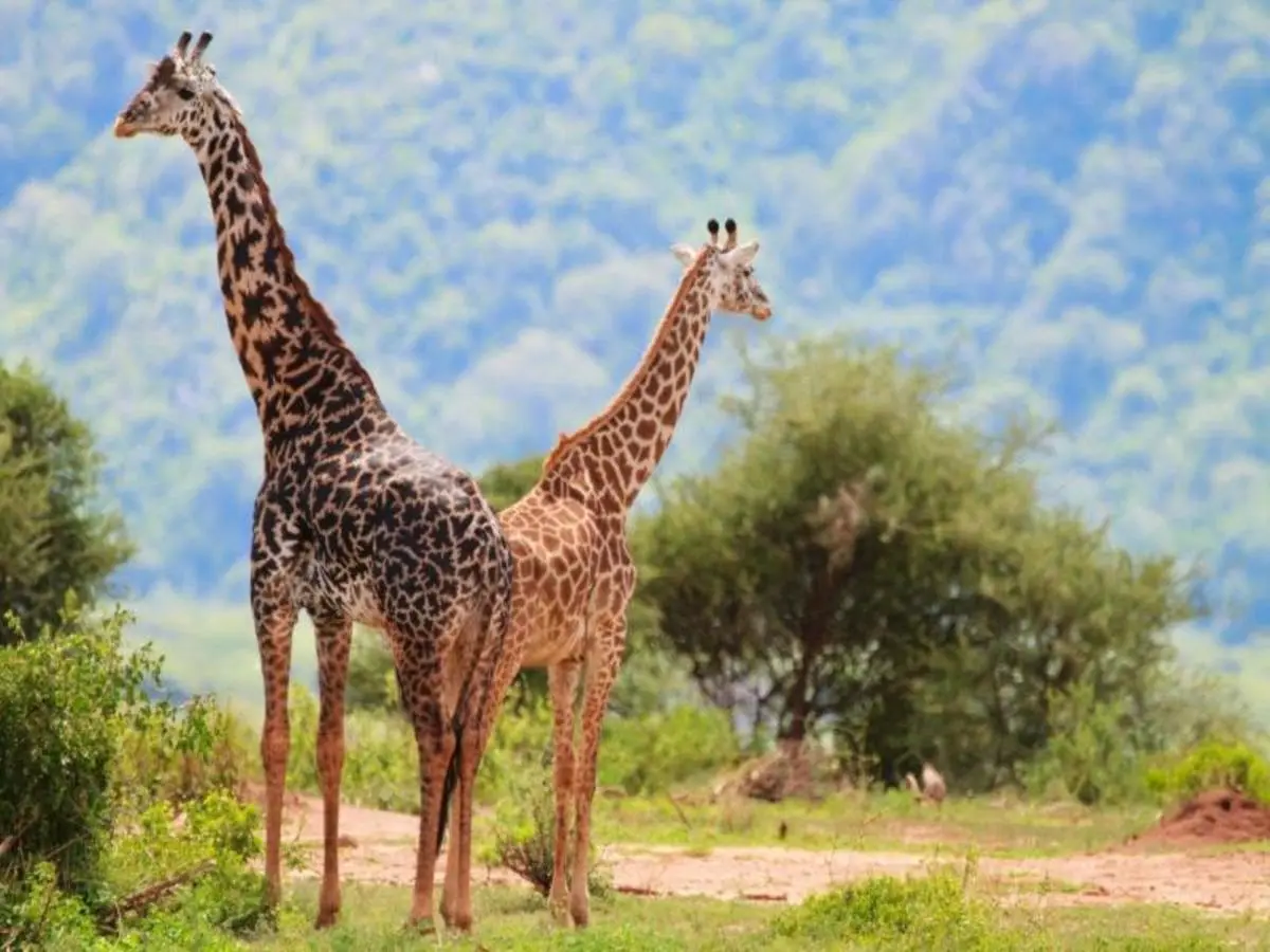 Simba Safari, Wellworth Lodges