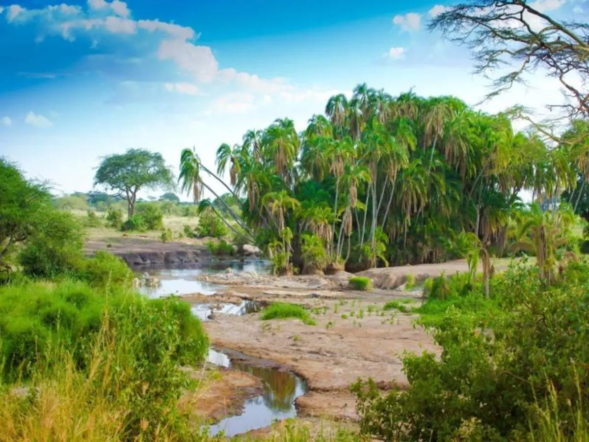 Simba Safari, Wellworth Lodges