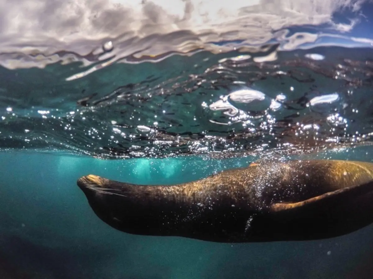Andes & Galapagos (Multi country)