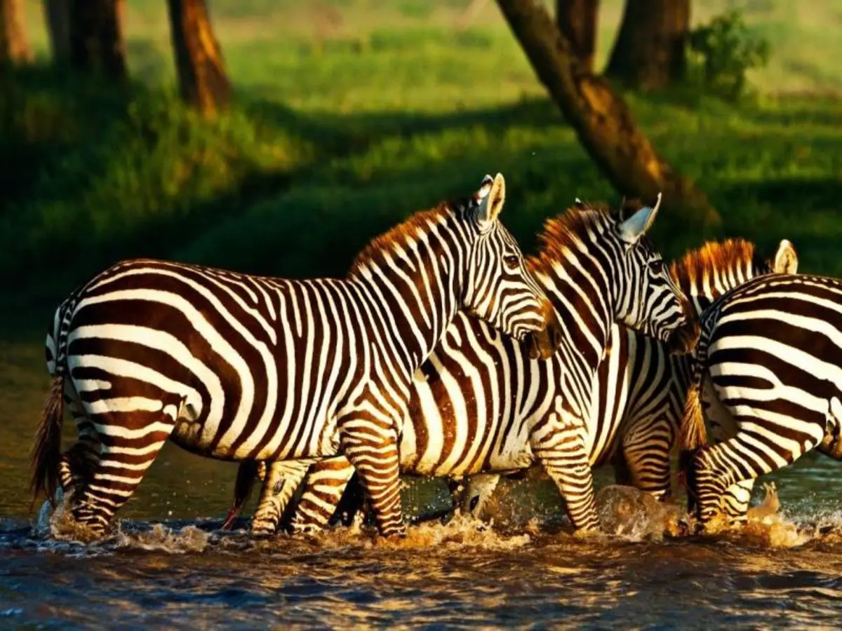 Zebra Plains durch das Rift Valley — Private Tour