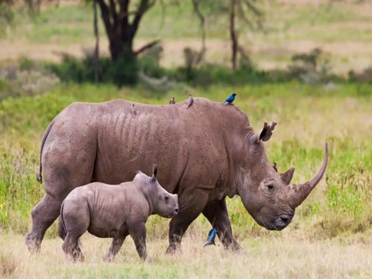 Zebra Plains durch das Rift Valley — Private Tour