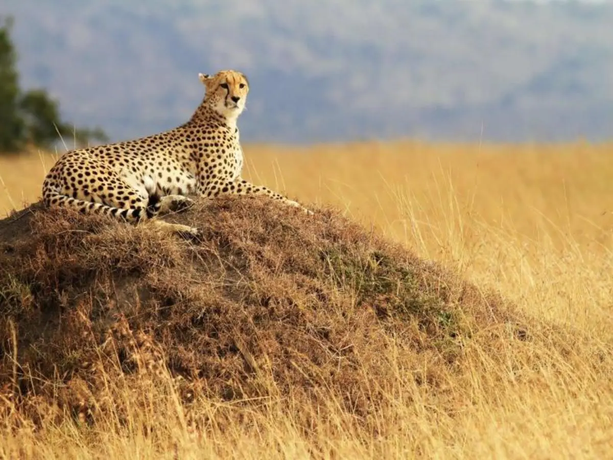 Zebra Plains durch das Rift Valley — Private Tour