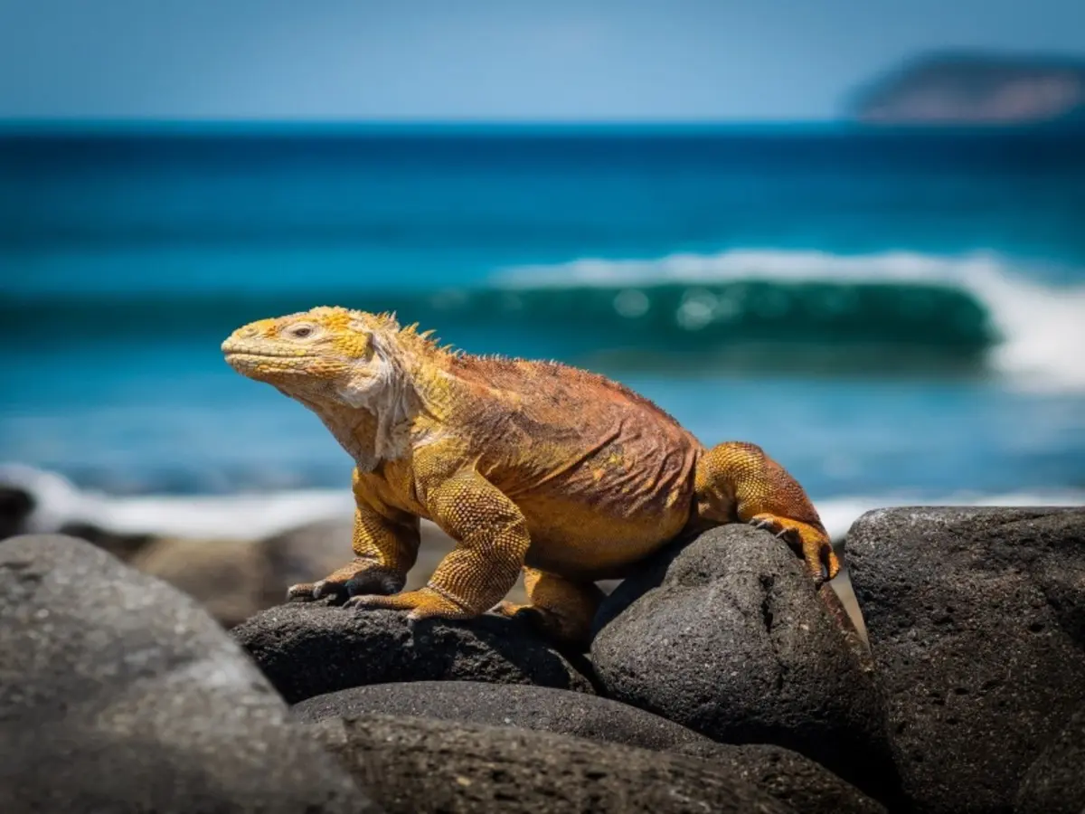 Andes & Galapagos (Multi country)