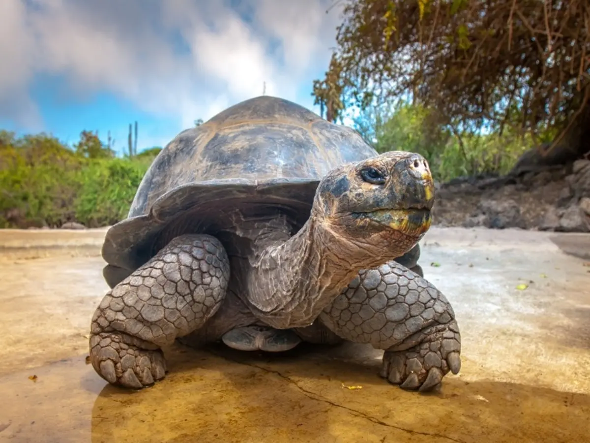 Andes & Galapagos (Multi country)