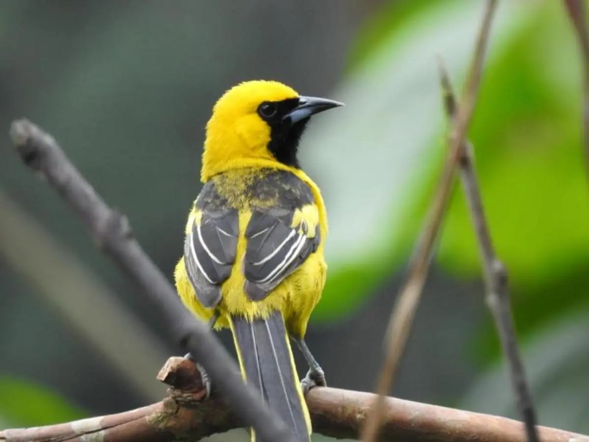 Ecuador in Immersion