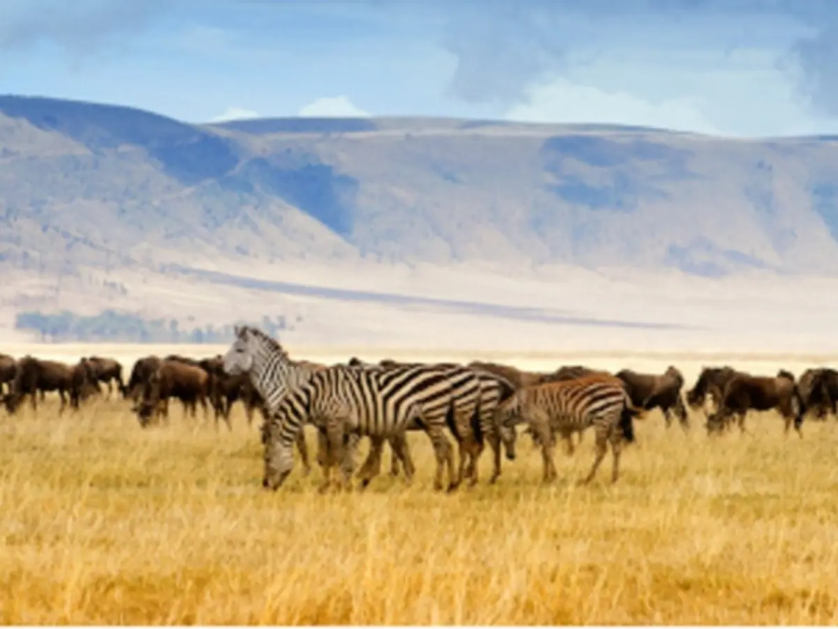 Combine d'Amboseli au Serengeti