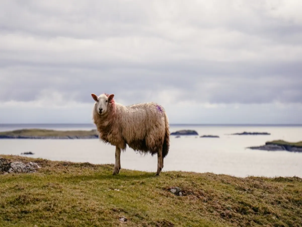 L’Irlande d’Exception à Bord de l’Emerald Pullman