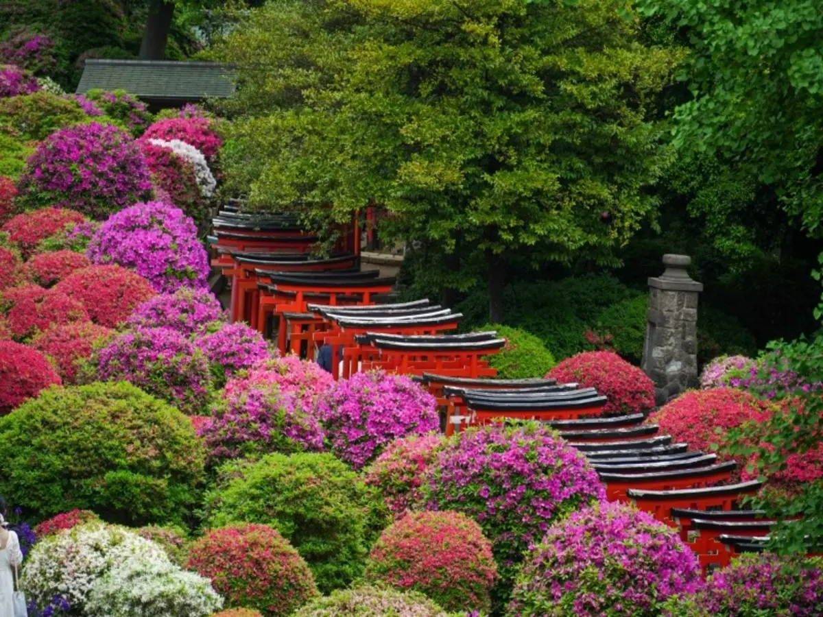 Combiné Singapour Japon